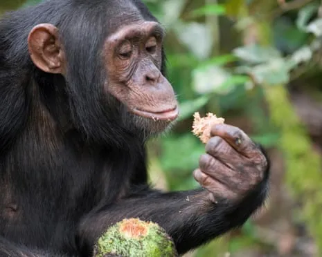 Wild Chimps Drink Daily Ethanol Equivalent to a Beer from Ripe Fruit